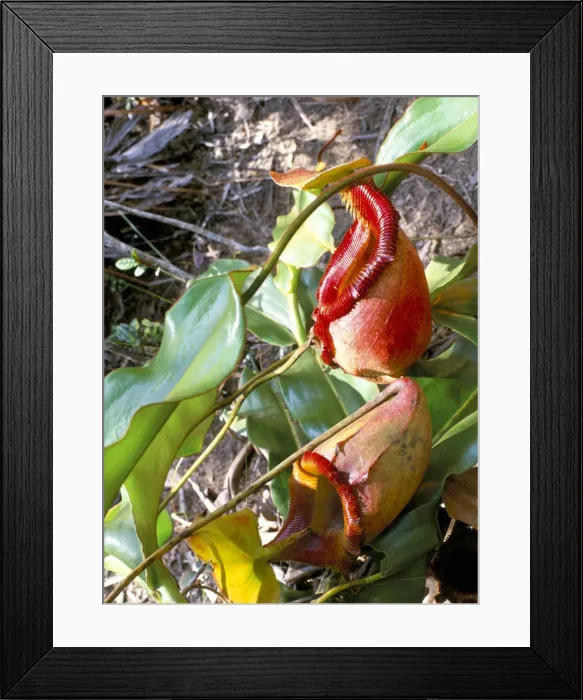 Framed Print : Close-up of mossy pitcher plant Framed Print : Close-up of mossy pitcher plant