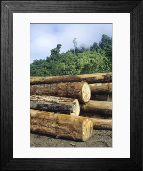 Framed Print : Logging in the rain forest Framed Print : Logging in the rain forest