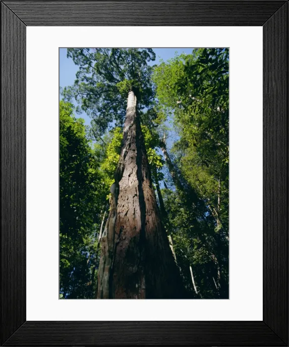 Framed Print : Primary lowland rainforest Framed Print : Primary lowland rainforest