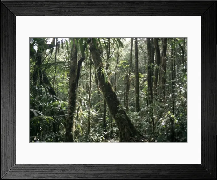 Framed Print : Lowland dipterocarp forest Framed Print : Lowland dipterocarp forest