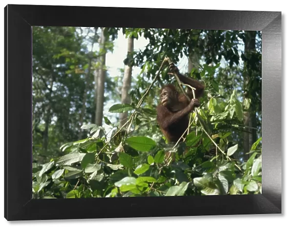 Orangutan, Sepilok Orangutan Rehabilitation Center