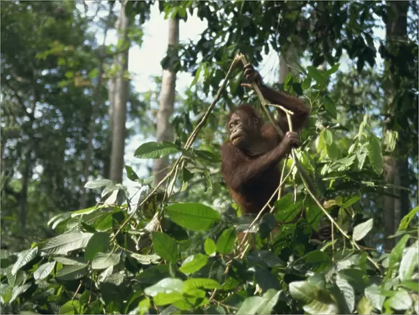 Orangutan, Sepilok Orangutan Rehabilitation Center