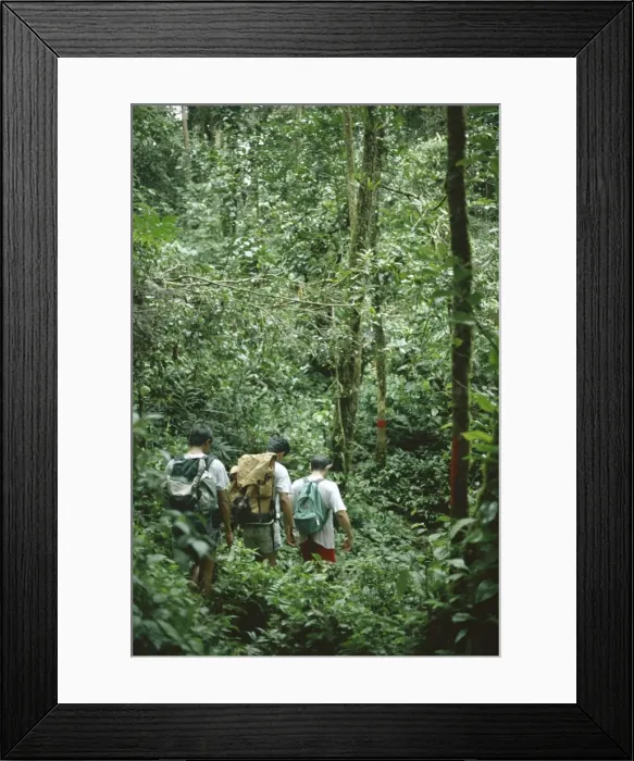 Framed Print : A small group of people trekking through primary rainforest
