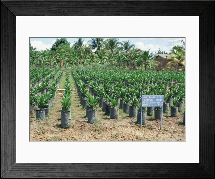 Framed Print : Oil palm saplings (Elaeis Guineensis) Framed Print : Oil palm saplings (Elaeis Guineensis)