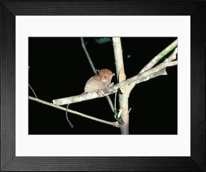 Framed Print : Spectral tarsier at night Framed Print : Spectral tarsier at night