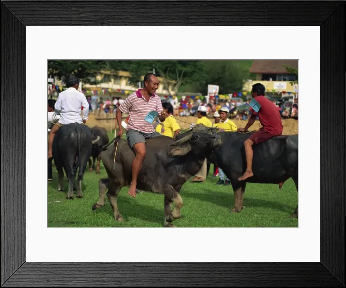 Framed Print : Buffalo racing held annually at Kota Belud at the Tamu Framed Print : Buffalo racing held annually at Kota Belud at the Tamu