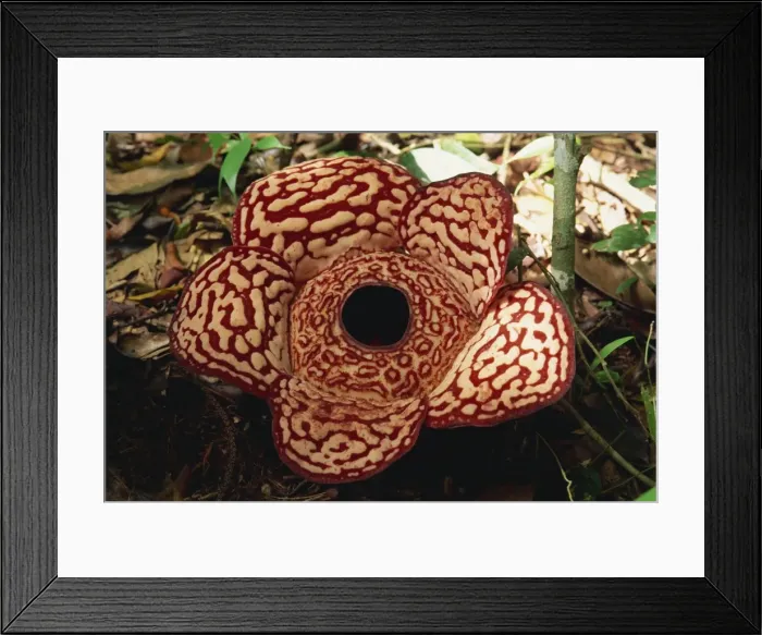 Framed Print : The Rafflesia Framed Print : The Rafflesia
