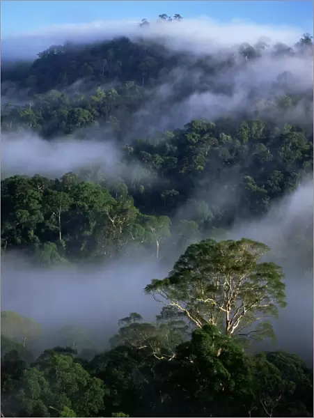 Aerial view of the canopy of virgin dipterocarp rainforest