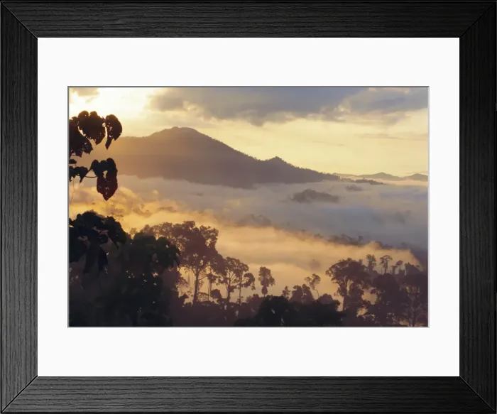 Framed Print : Dawn in the Danum Valley Conservation Area - Dipterocarp rainforest Framed Print : Dawn in the Danum Valley Conservation Area - Dipterocarp rainforest
