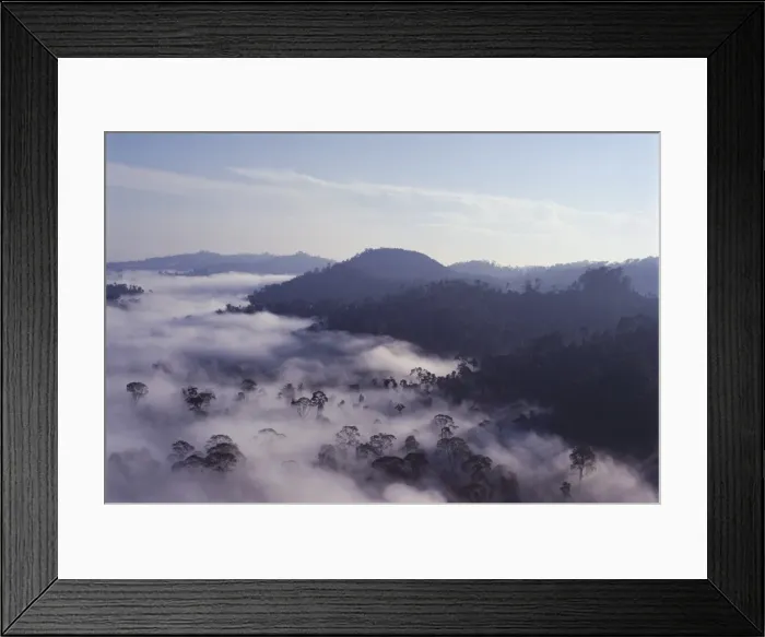 Framed Print : Dawn mists clearing over virgin dipterocarp rainforest Framed Print : Dawn mists clearing over virgin dipterocarp rainforest