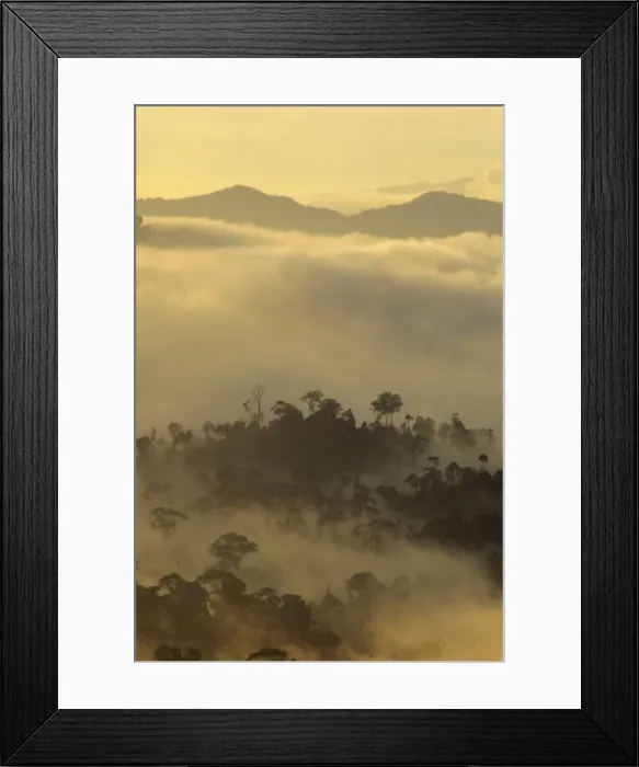 Framed Print : Dawn light silhouettes the trees of the rainforest Framed Print : Dawn light silhouettes the trees of the rainforest