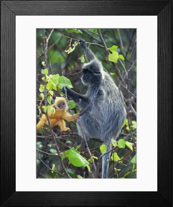 Framed Print : Female Silvered Langur and infant Framed Print : Female Silvered Langur and infant