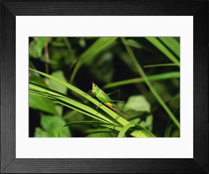 Framed Print : Grasshopper perched on grasses for the night Framed Print : Grasshopper perched on grasses for the night