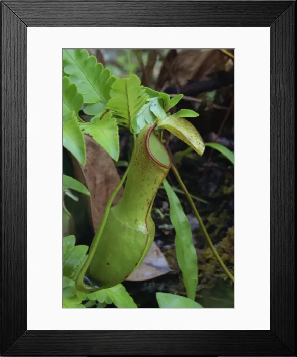 Framed Print : Nepenthes reinwardtiana