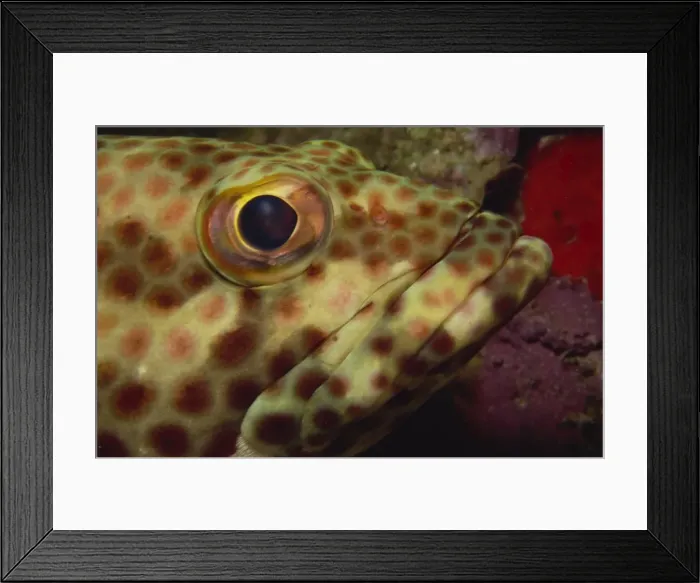 Framed Print : Close-up of rock hind (Epinephelus adscensionis) Framed Print : Close-up of rock hind (Epinephelus adscensionis)