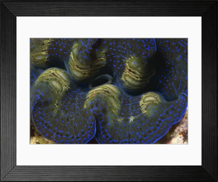 Framed Print : Close-up of the mantle and siphon of giant clam Framed Print : Close-up of the mantle and siphon of giant clam