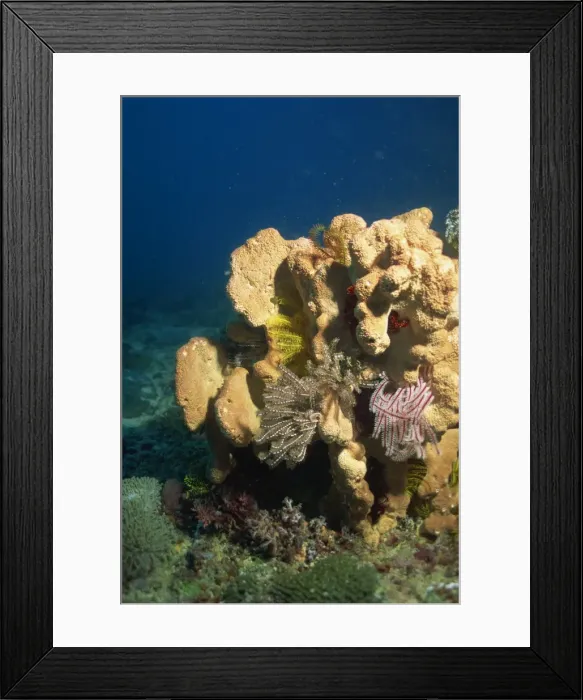 Framed Print : Sponge with crinoids or featherstars Framed Print : Sponge with crinoids or featherstars