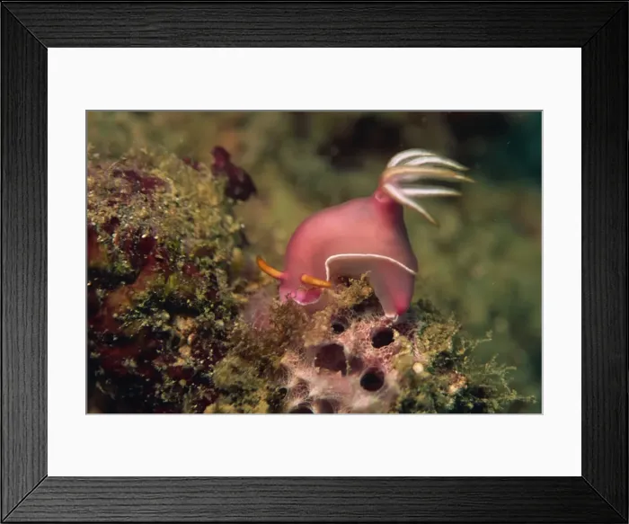 Framed Print : Nudibranch (Chromodoris Bullocki) feeding on algae Framed Print : Nudibranch (Chromodoris Bullocki) feeding on algae
