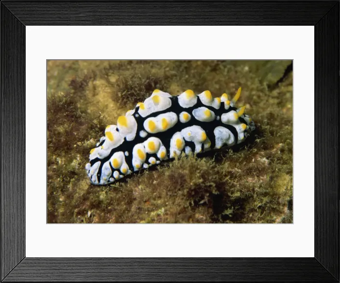 Framed Print : Phylldiana (Phyllidia) Framed Print : Phylldiana (Phyllidia)