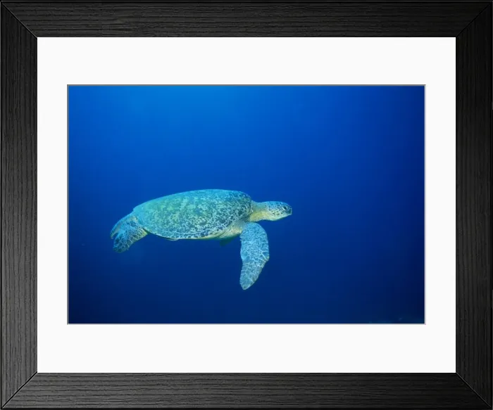 Framed Print : Green Turtle swimming Framed Print : Green Turtle swimming