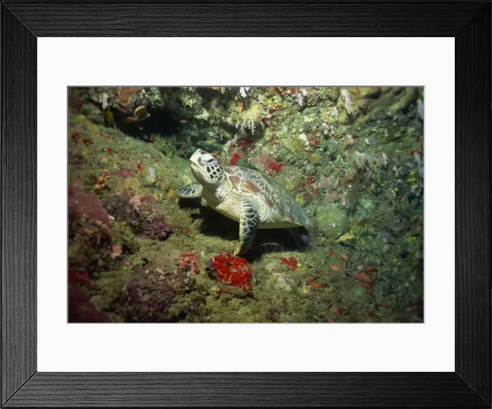 Framed Print : Hawksbill turtle resting on ledge of reef Framed Print : Hawksbill turtle resting on ledge of reef