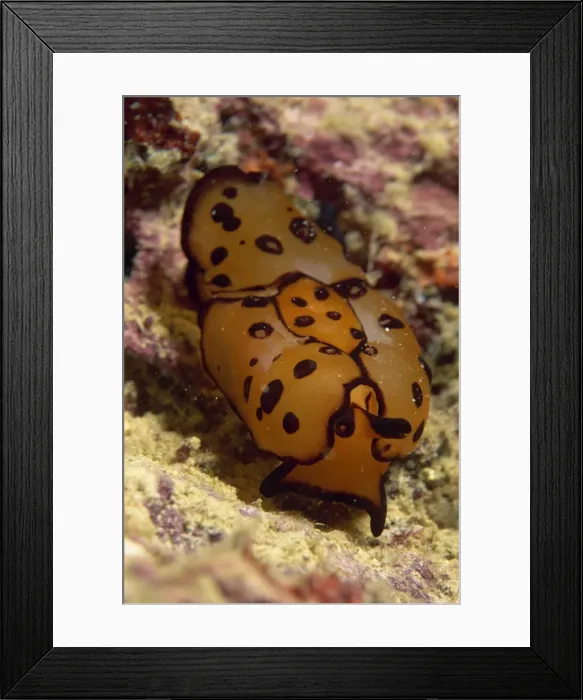 Framed Print : Close-up of a pleurobranch Framed Print : Close-up of a pleurobranch