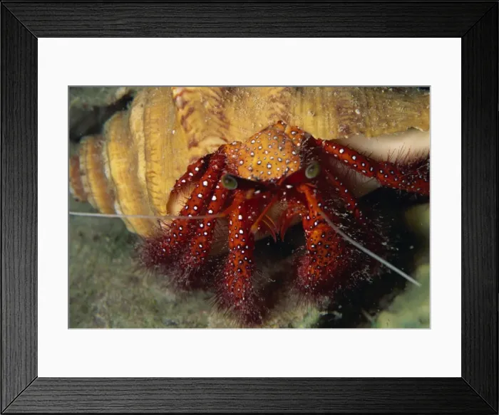 Framed Print : Hermit crab Framed Print : Hermit crab