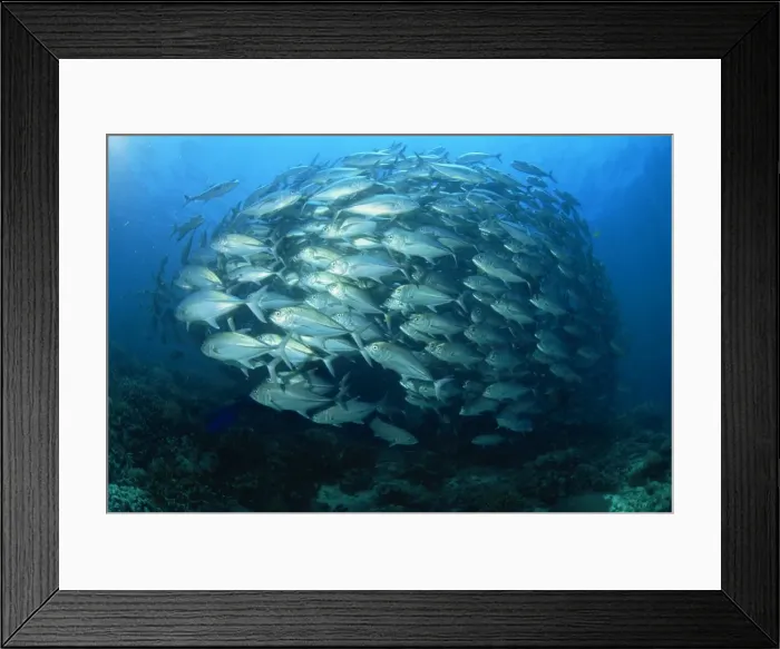 Framed Print : Tightly balled school of jack fish Framed Print : Tightly balled school of jack fish