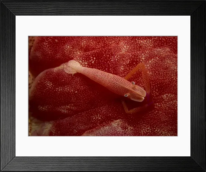 Framed Print : Shrimp living on the skin of a spanish dancer nudibranch Framed Print : Shrimp living on the skin of a spanish dancer nudibranch