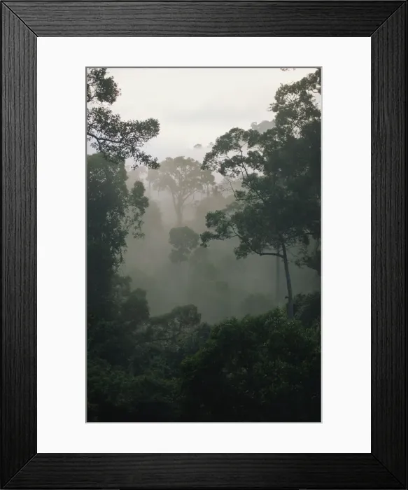 Framed Print : Dawn mist in the virgin dipterocarp rainforest Framed Print : Dawn mist in the virgin dipterocarp rainforest
