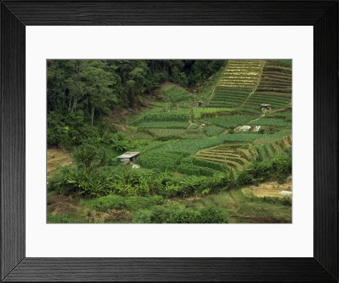 Framed Print : Small fields of crops in the Cameron Highlands in Perak Province Framed Print : Small fields of crops in the Cameron Highlands in Perak Province