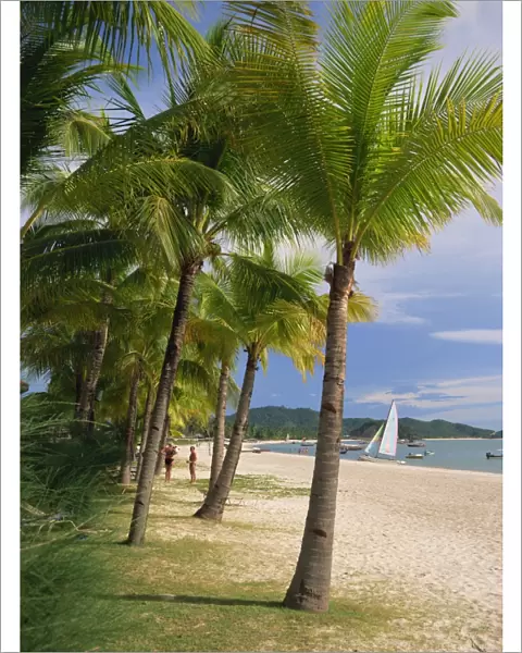 Palm trees on Pelangi beach on Langkawi Island