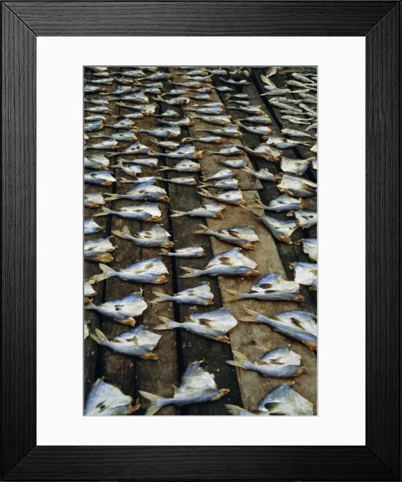 Framed Print : Fish filleted and left to dry in the sun Framed Print : Fish filleted and left to dry in the sun