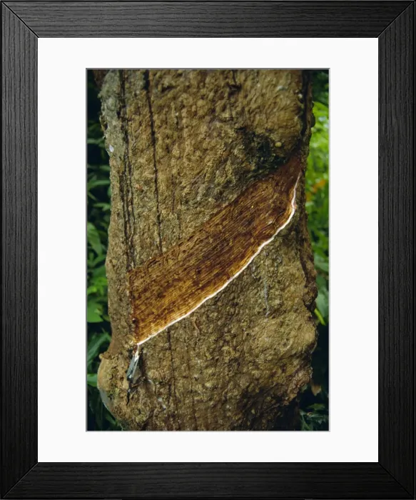 Framed Print : Tapped rubber tree on an estate Framed Print : Tapped rubber tree on an estate