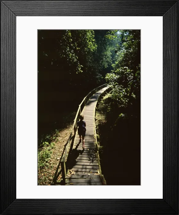 Framed Print : Walkway through rainforest Framed Print : Walkway through rainforest