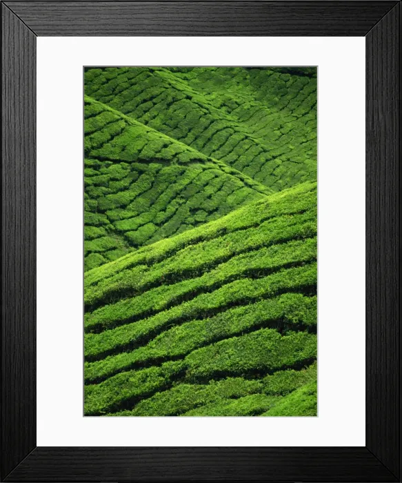Framed Print : Rows of tea bushes at the Sungai Palas Estate in Framed Print : Rows of tea bushes at the Sungai Palas Estate in