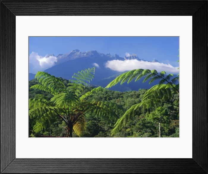 Framed Print : Tree ferns in foreground Framed Print : Tree ferns in foreground