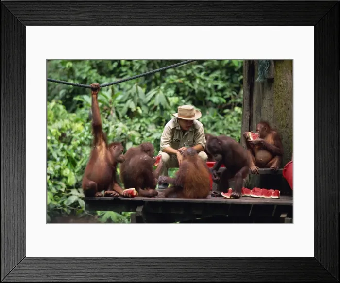 Framed Print : Rehabilitated orang-utans from the forest feed at Sepilok Framed Print : Rehabilitated orang-utans from the forest feed at Sepilok