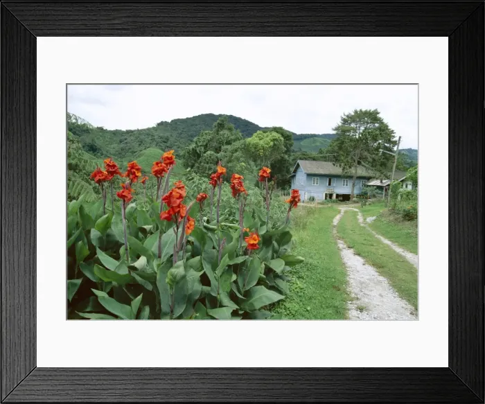 Framed Print : Flowers at Sungai Palas Tea Estate Framed Print : Flowers at Sungai Palas Tea Estate