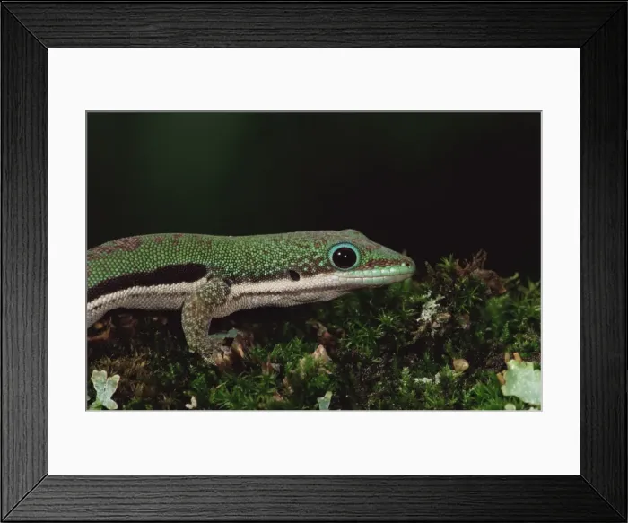 Framed Print : Lined day gecko (Phelsuma lineata) Framed Print : Lined day gecko (Phelsuma lineata)