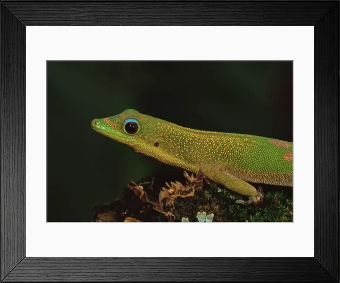 Framed Print : Gold dust day gecko (Phelsuma laticauda) Framed Print : Gold dust day gecko (Phelsuma laticauda)