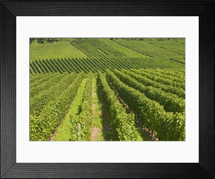 Framed Print : Vineyards by the River Moselle Framed Print : Vineyards by the River Moselle