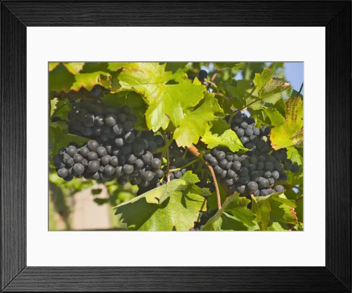 Framed Print : Black grapes on the fading autumn vines Framed Print : Black grapes on the fading autumn vines