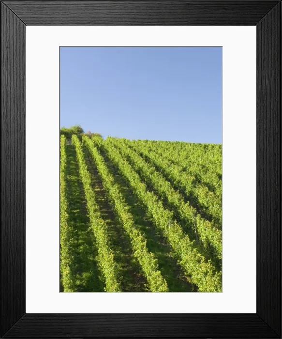 Framed Print : Rows of grape vines Framed Print : Rows of grape vines