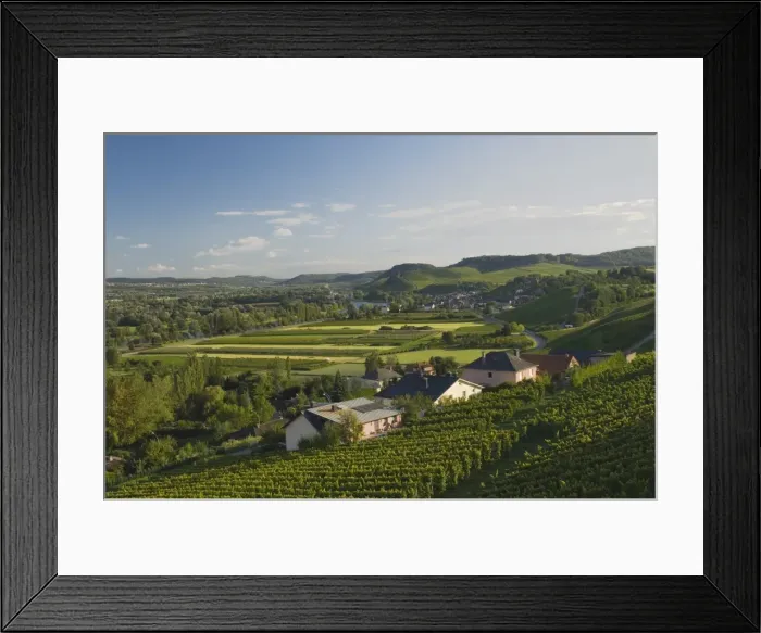 Framed Print : Vineyards on the banks of the Moselle river Framed Print : Vineyards on the banks of the Moselle river
