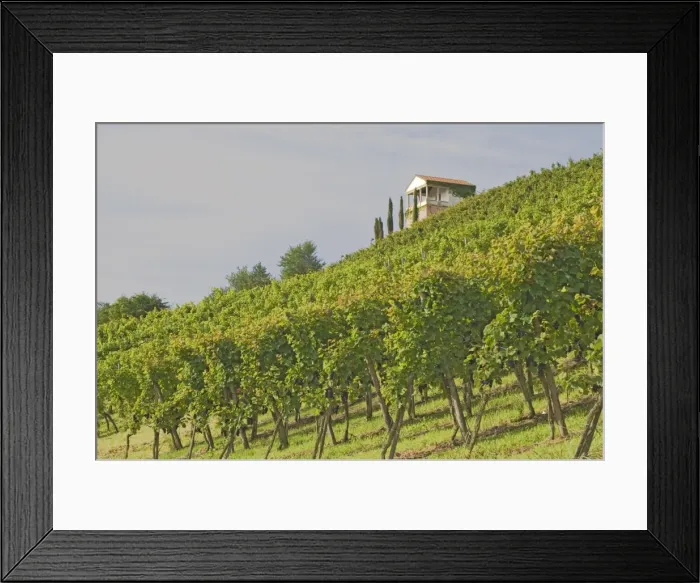 Framed Print : Wine tasting pavilion and vineyard Framed Print : Wine tasting pavilion and vineyard