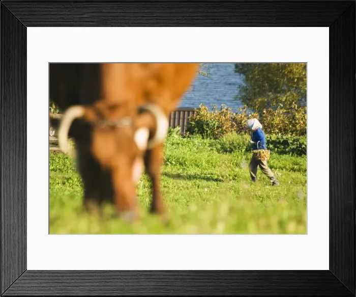 Framed Print : Woman collecting food on farm Framed Print : Woman collecting food on farm