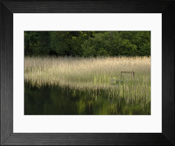 Framed Print : Reeds along the shore of Trakai Lake Framed Print : Reeds along the shore of Trakai Lake