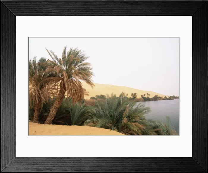 Framed Print : Palm trees and lake Framed Print : Palm trees and lake
