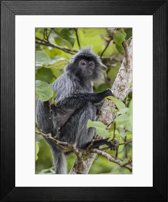 Framed Print : Adult silvery langur (Trachypithecus cristatus) (silvered leaf monkey), Bako National Park Framed Print : Adult silvery langur (Trachypithecus cristatus) (silvered leaf monkey), Bako National Park
